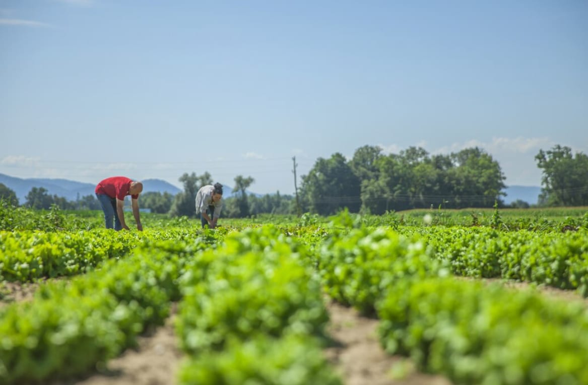 Two field workers bent over rows of leafy crops on an open farm, hills and treeline behind them